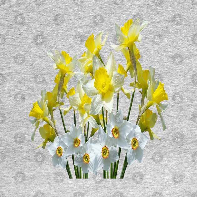 Yellow Daffodils And White Narcissi Isolated On White by taiche